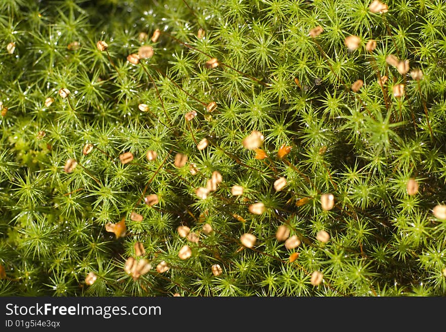 Green leaf moss Polytrichum.