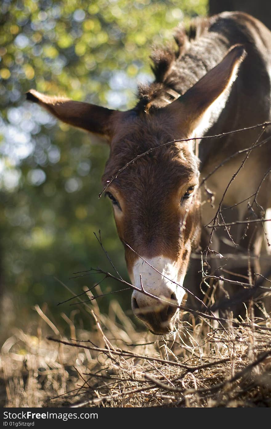 Donkey on a meadow.