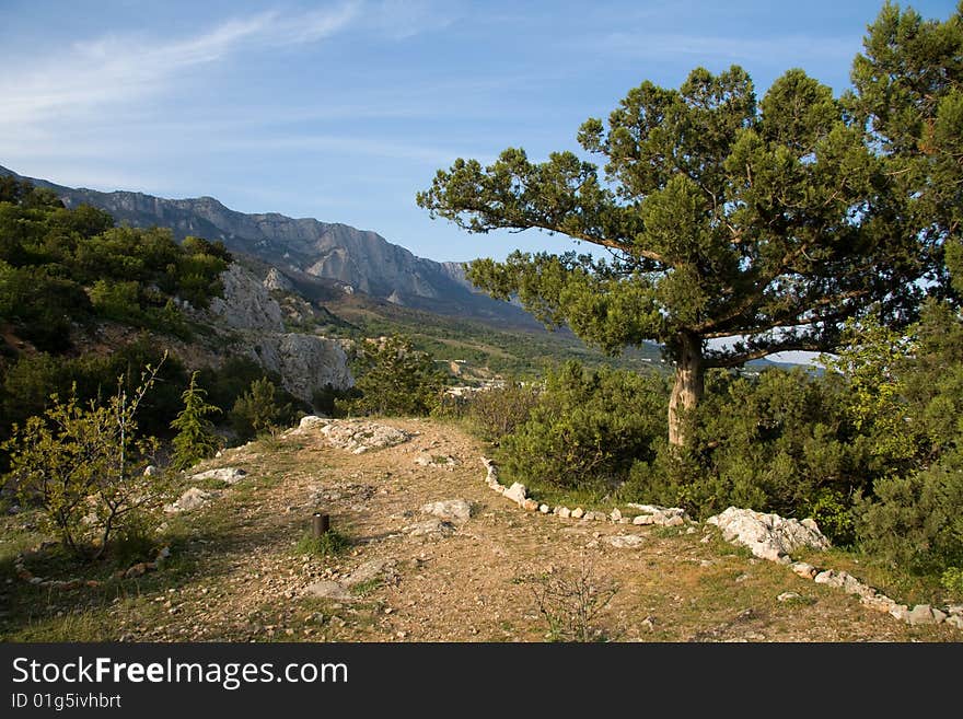 Pines, mountains and rocks. Crimea, Ukraine. Pines, mountains and rocks. Crimea, Ukraine