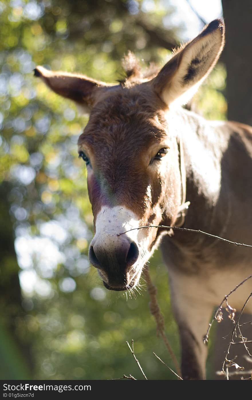 Donkey on a meadow.