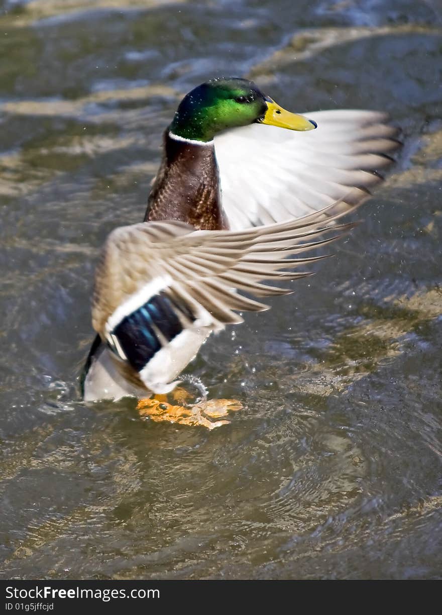 Fluttering duck