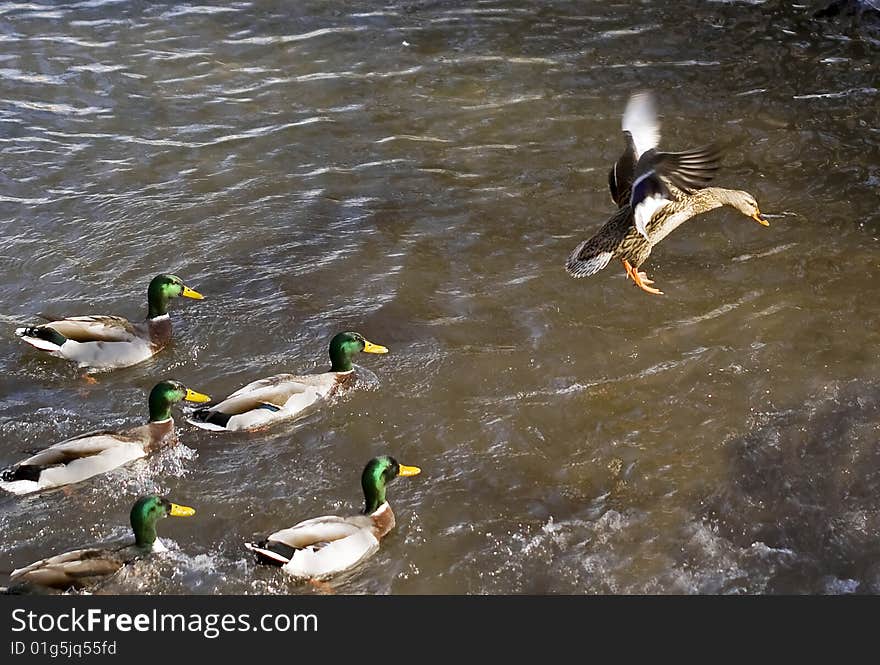 A female duck trying to escape it´s male hunters. A female duck trying to escape it´s male hunters