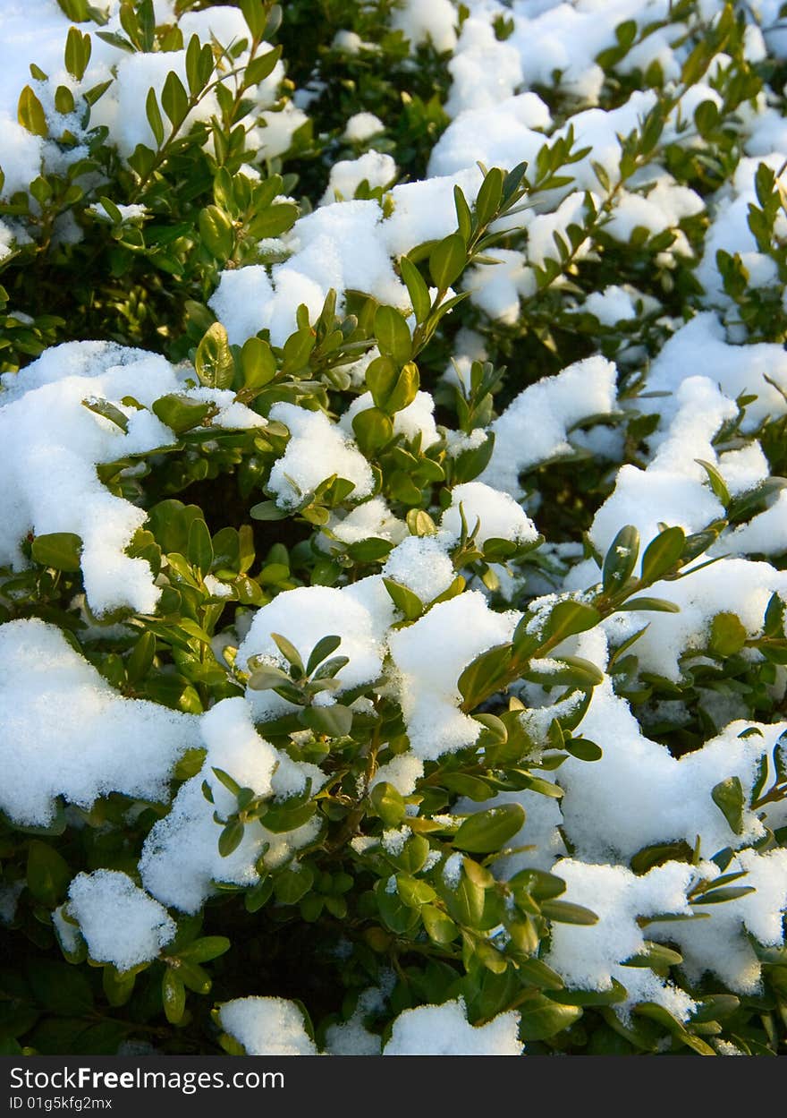 Snow and green leafs