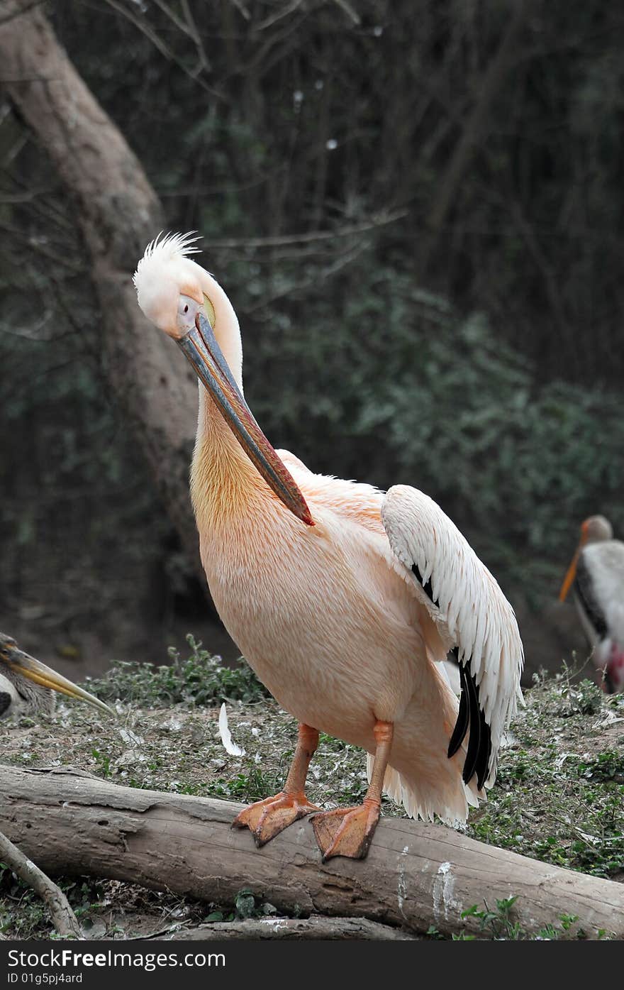 Pink pelican