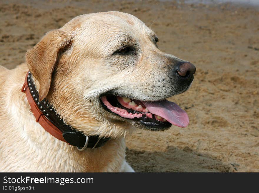 Portrait labrador retriever  close up