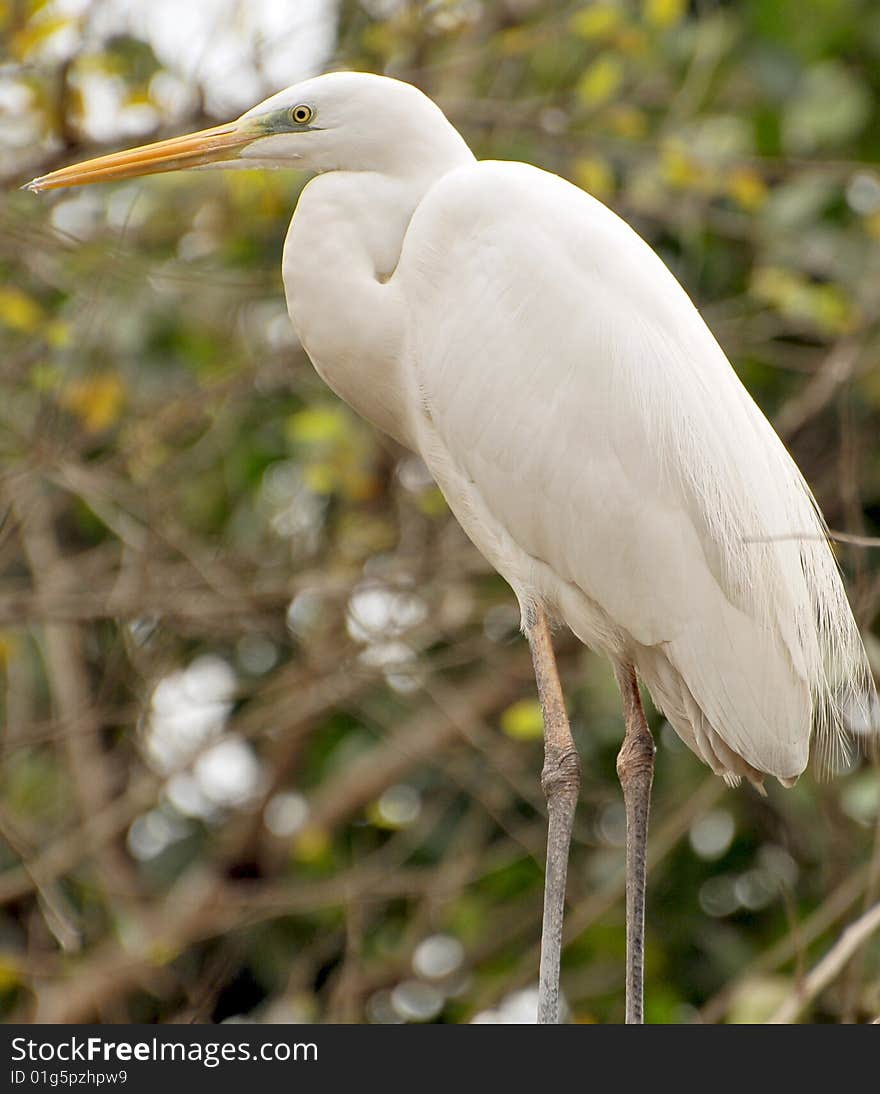 White heron