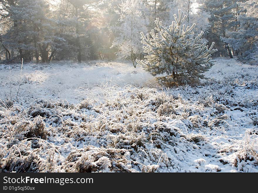 Nature in winter with snow, ice and a clear blue sky. Nature in winter with snow, ice and a clear blue sky