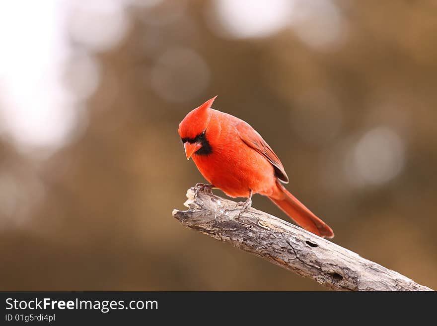 Male Cardinal