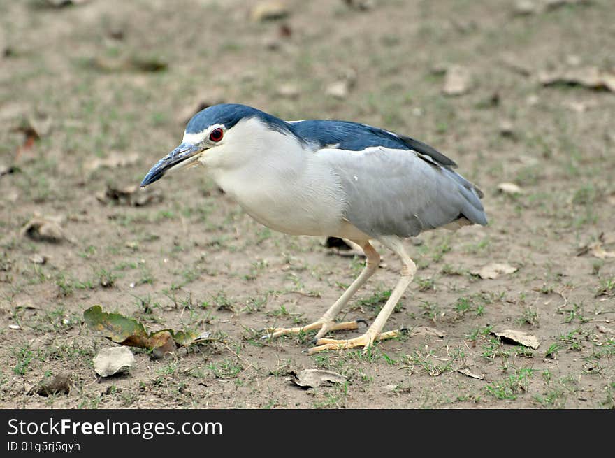 Black crowned heron