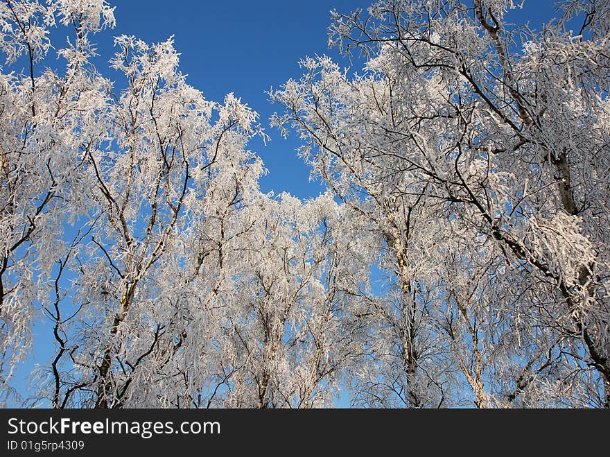 Nature in winter with snow, ice and a clear blue sky. Nature in winter with snow, ice and a clear blue sky