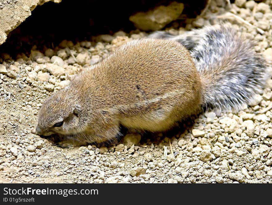 African ground squirrel 2