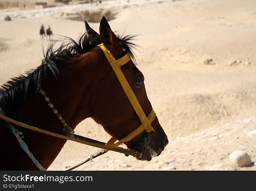 Brown horse running in desert