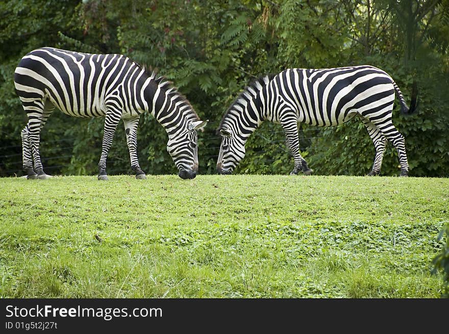 Two zebras grazing facing each other