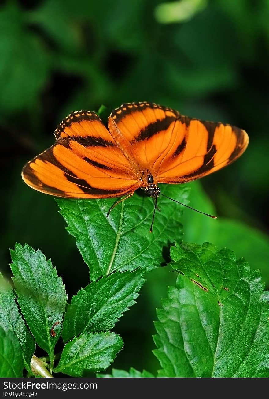 Close up of a beautiful butterfly