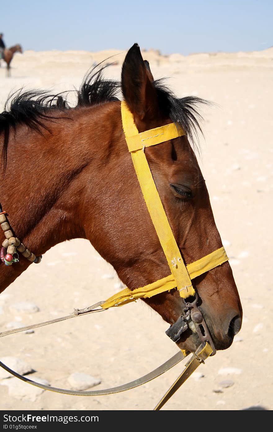 Brown horse running in desert