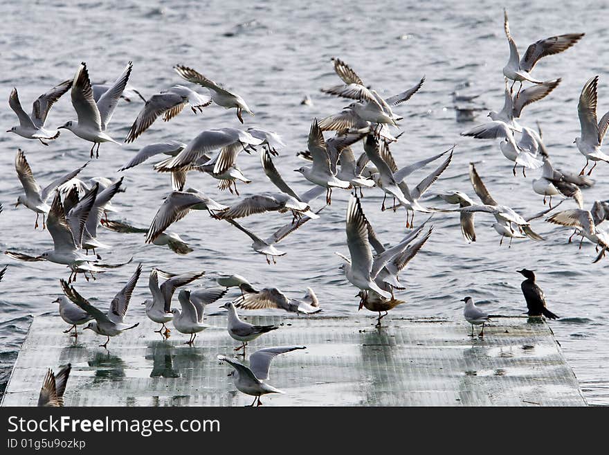 A flock of gulls flying into the sunset.