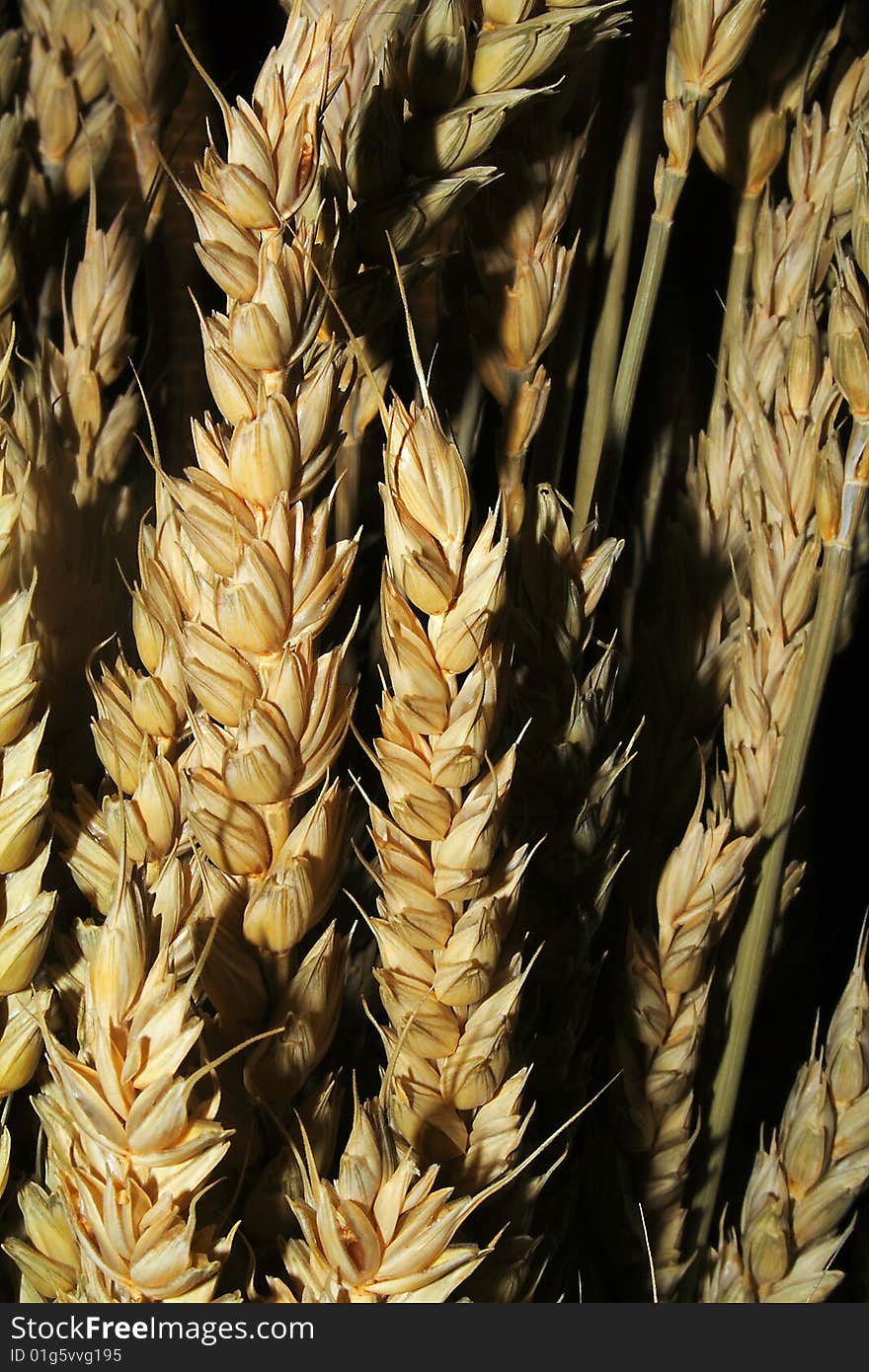 Rye ears on black background