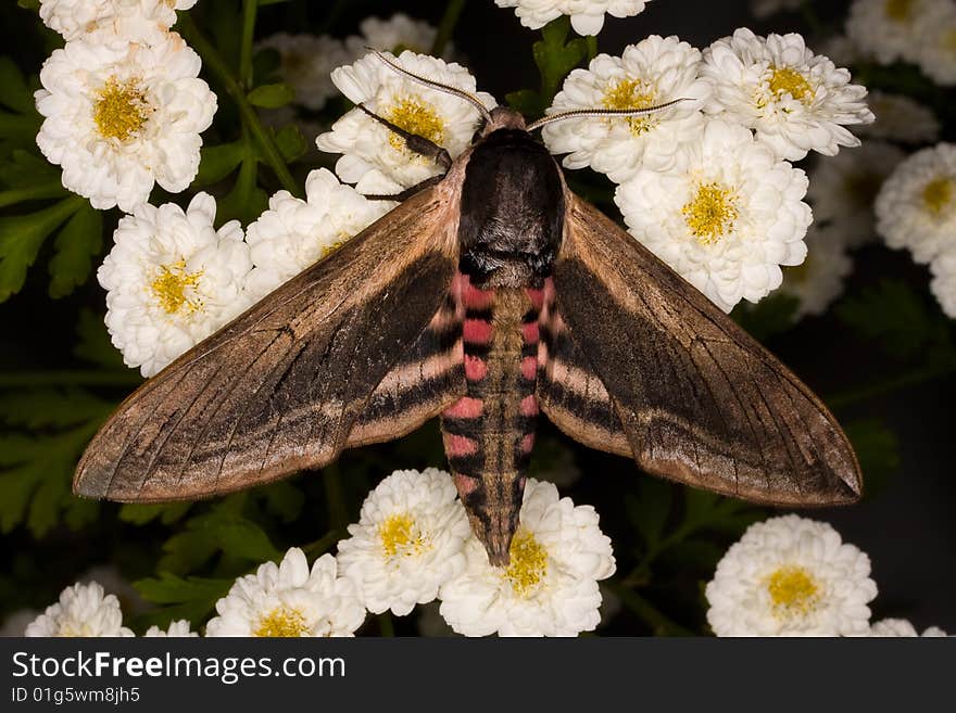 Privet hawkmoth sitting on white flowers