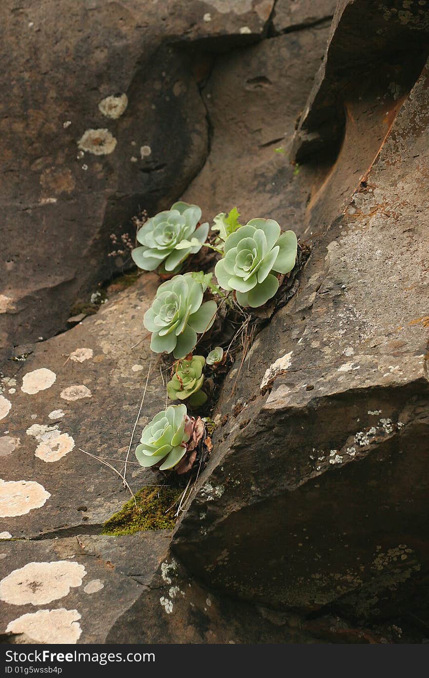 Aeonium canariense in La Palma forest.