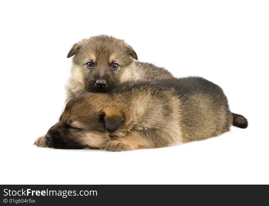 Sheep-dogs puppys isolated on white background