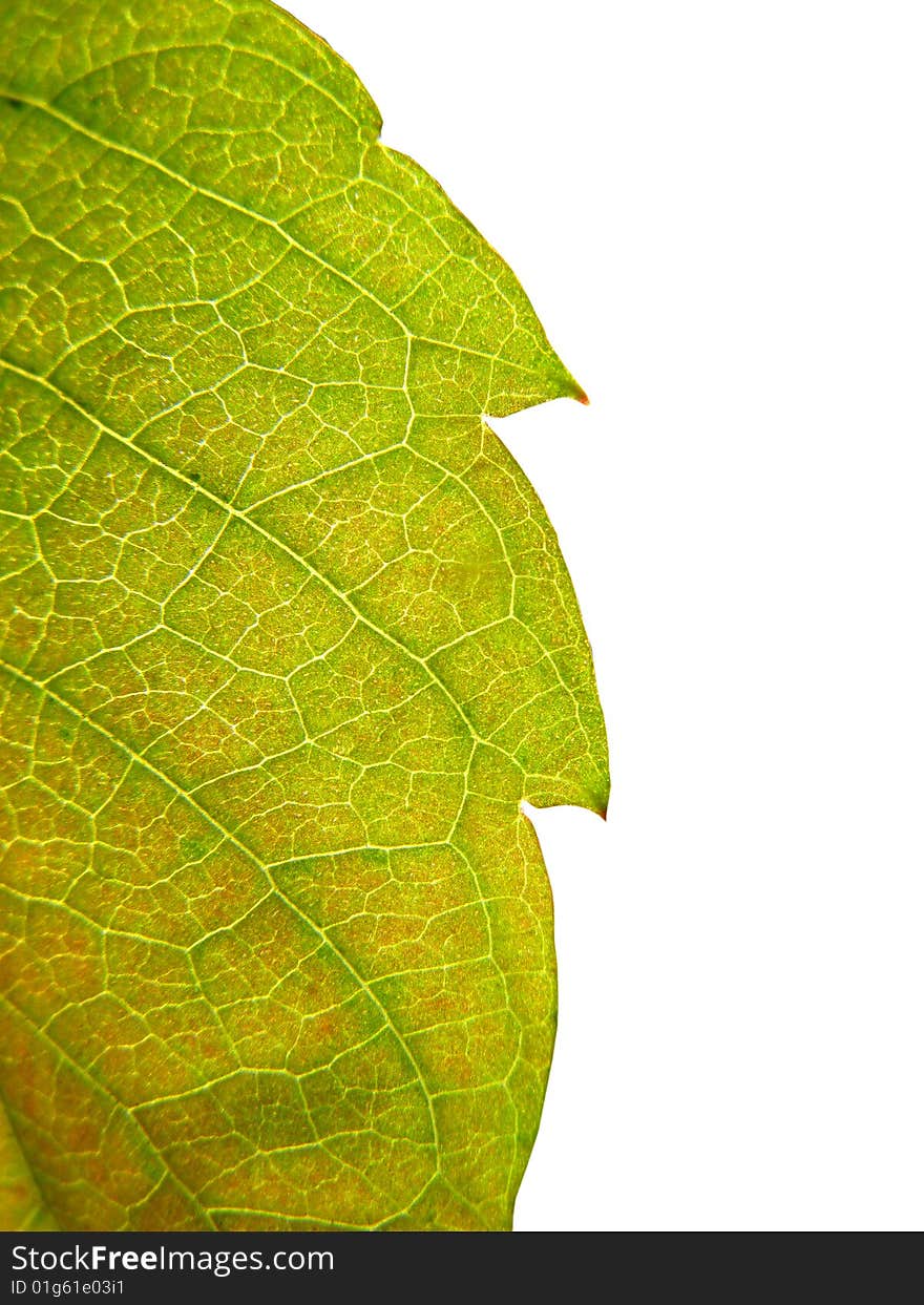 Sheet of  plant ofgreen color  closeup isolated on  white background. Sheet of  plant ofgreen color  closeup isolated on  white background