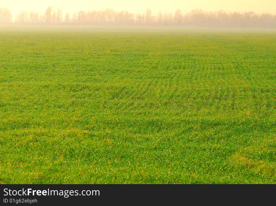 Sunny day, landscape, wheaten green field, fog. Sunny day, landscape, wheaten green field, fog