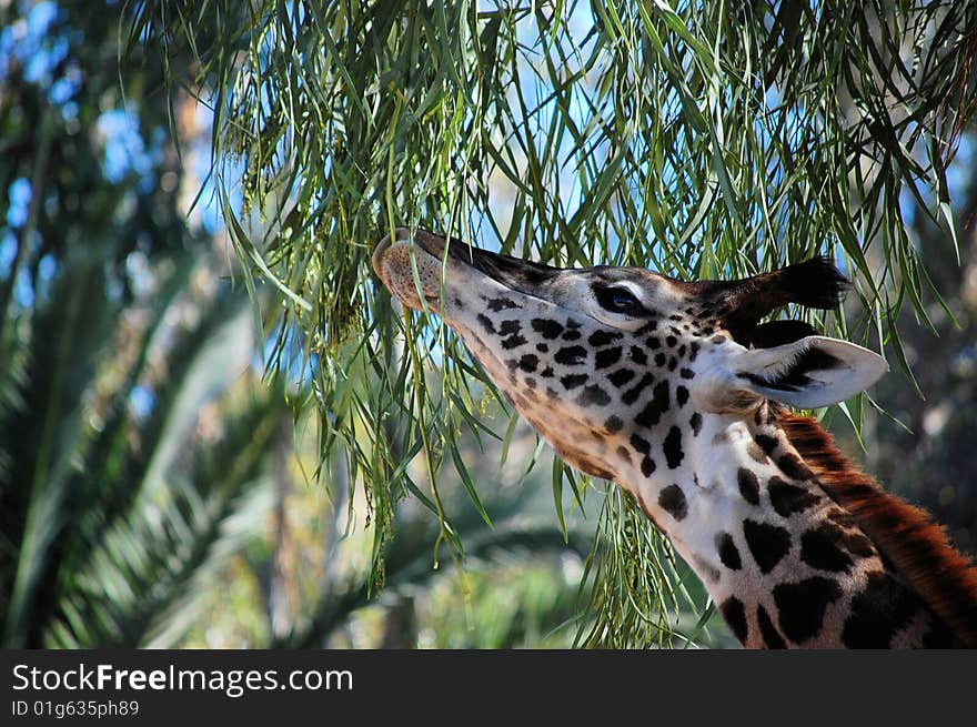 Mid-day nibble for baby giraffe