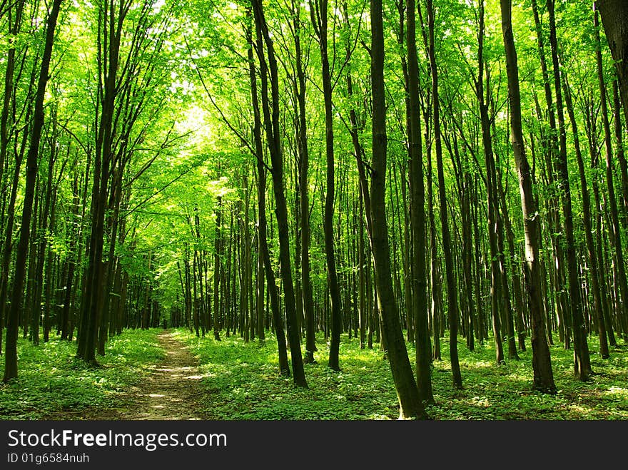 A path is in the green forest. A path is in the green forest