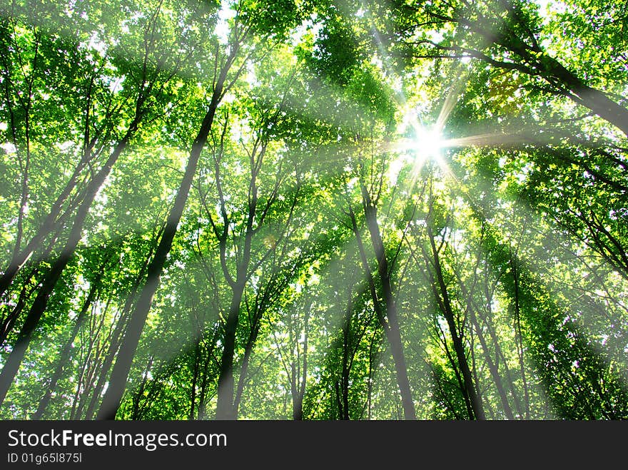 Green leaves background in sunny day. Green leaves background in sunny day