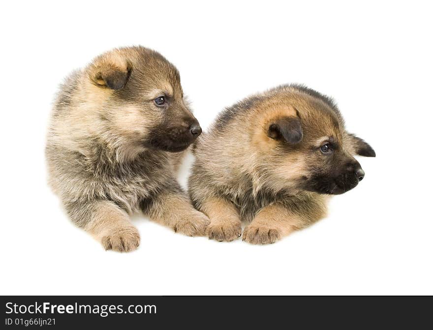 Sheep-dogs puppys isolated on white background