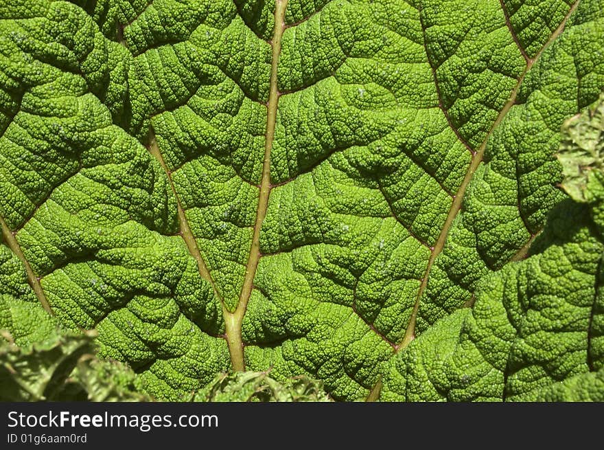 Green Leaf