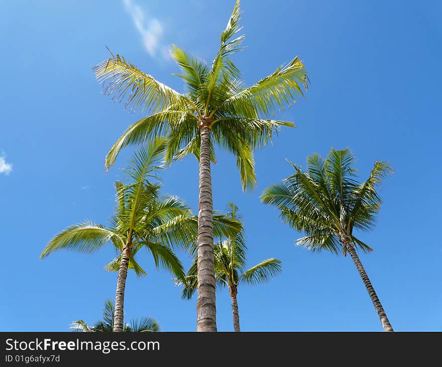 Hawaiian scene with palm tree