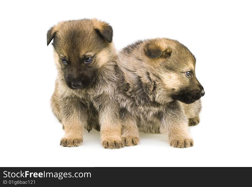 Sheep-dogs puppys isolated on white background