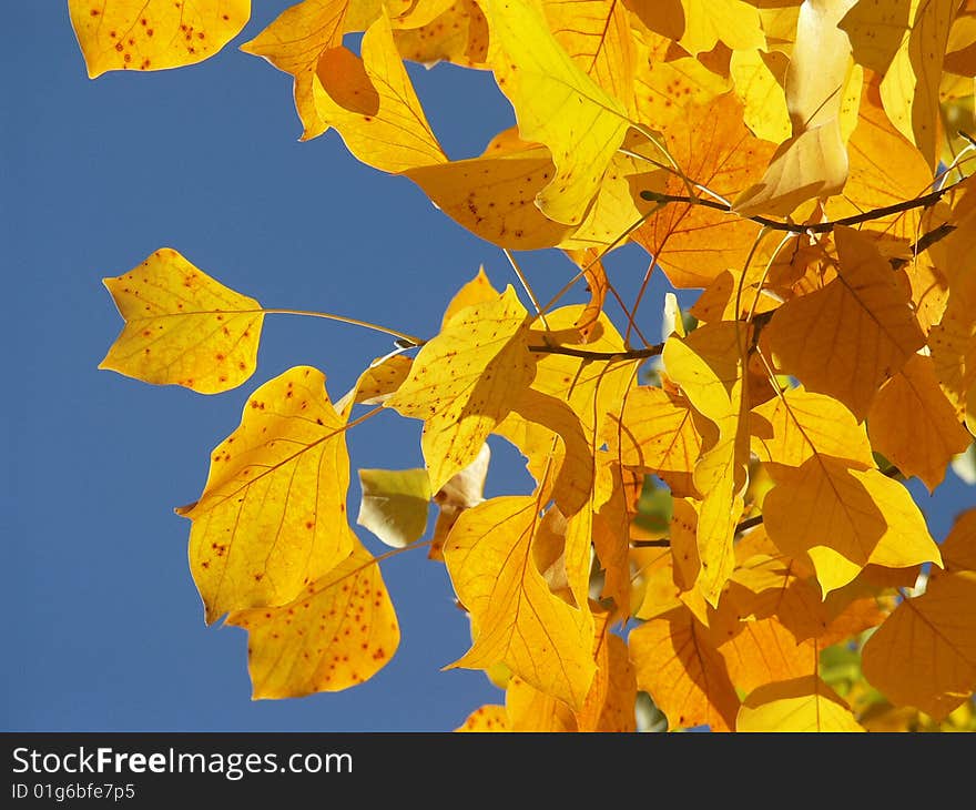 Autumn in Paris, blue sky, yellow leaves