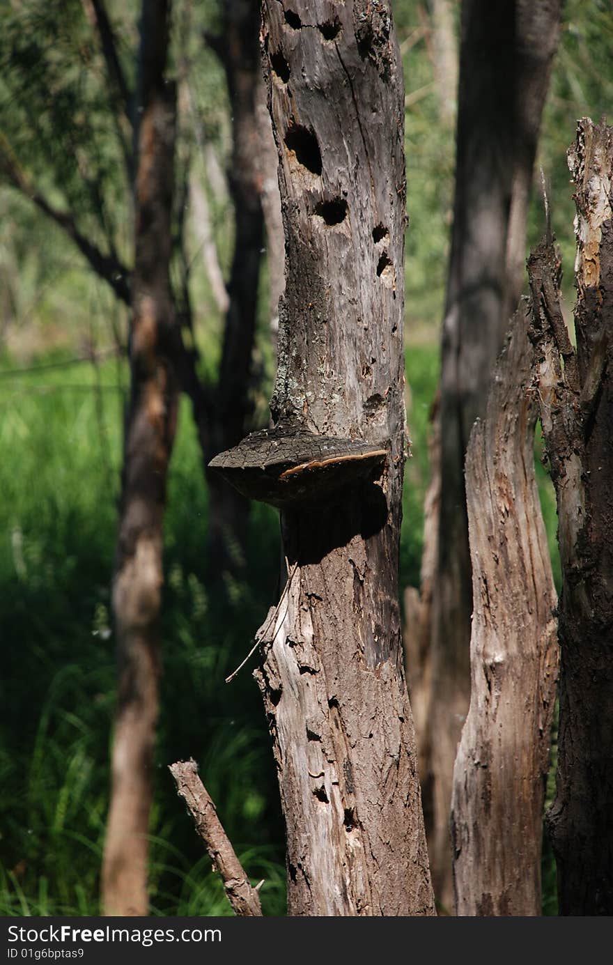 An arboreal mushroom will stagger on a tree