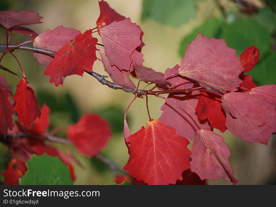 Greenery of birch leaves of the of the taiga forest