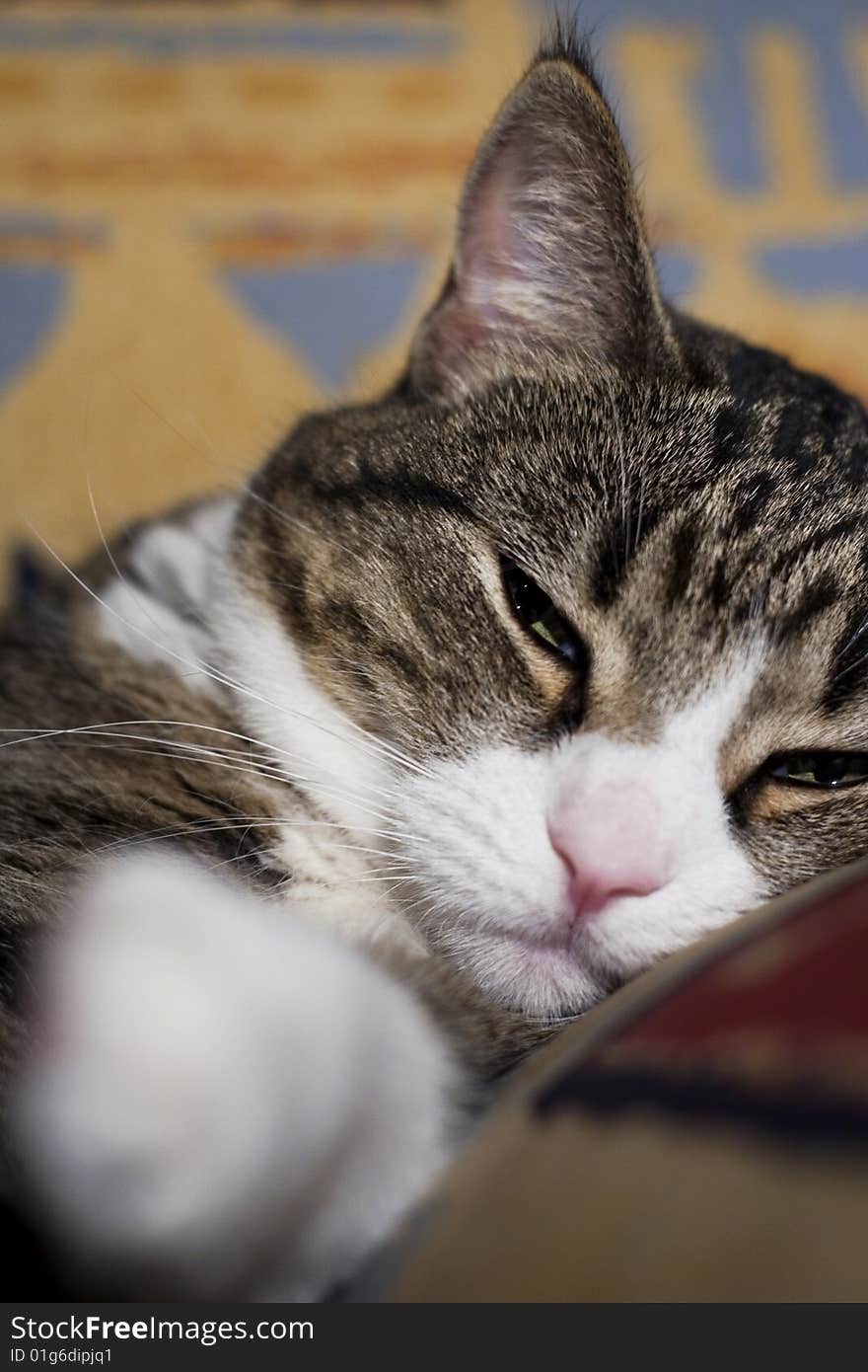 Sleeping cat on a pillow