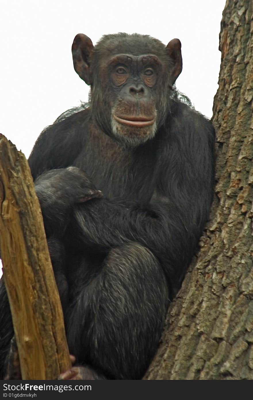 Chimpanzee /Pan troglodytes/ sitting up the tree.