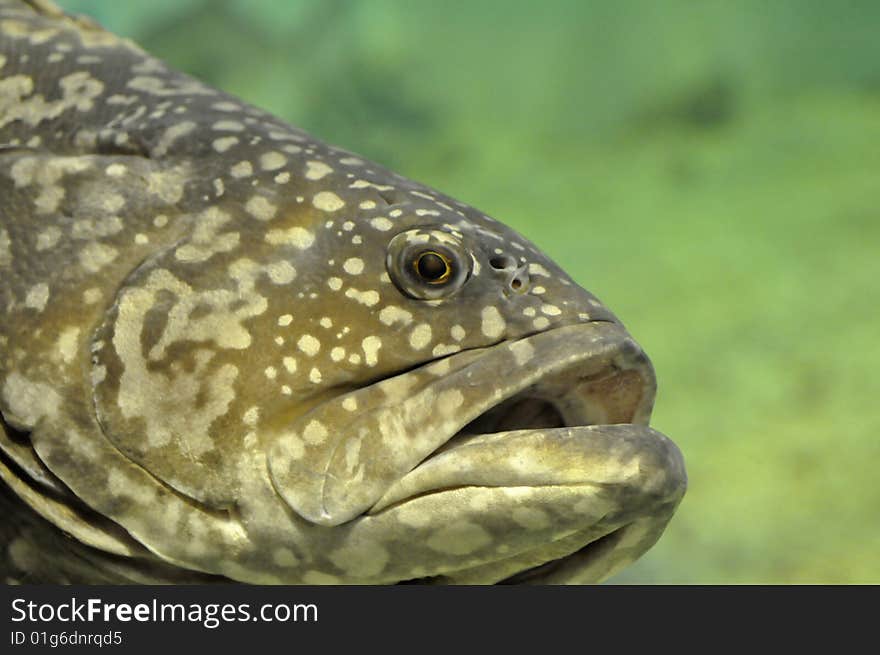 Closeup of large fish swimming in aquarium