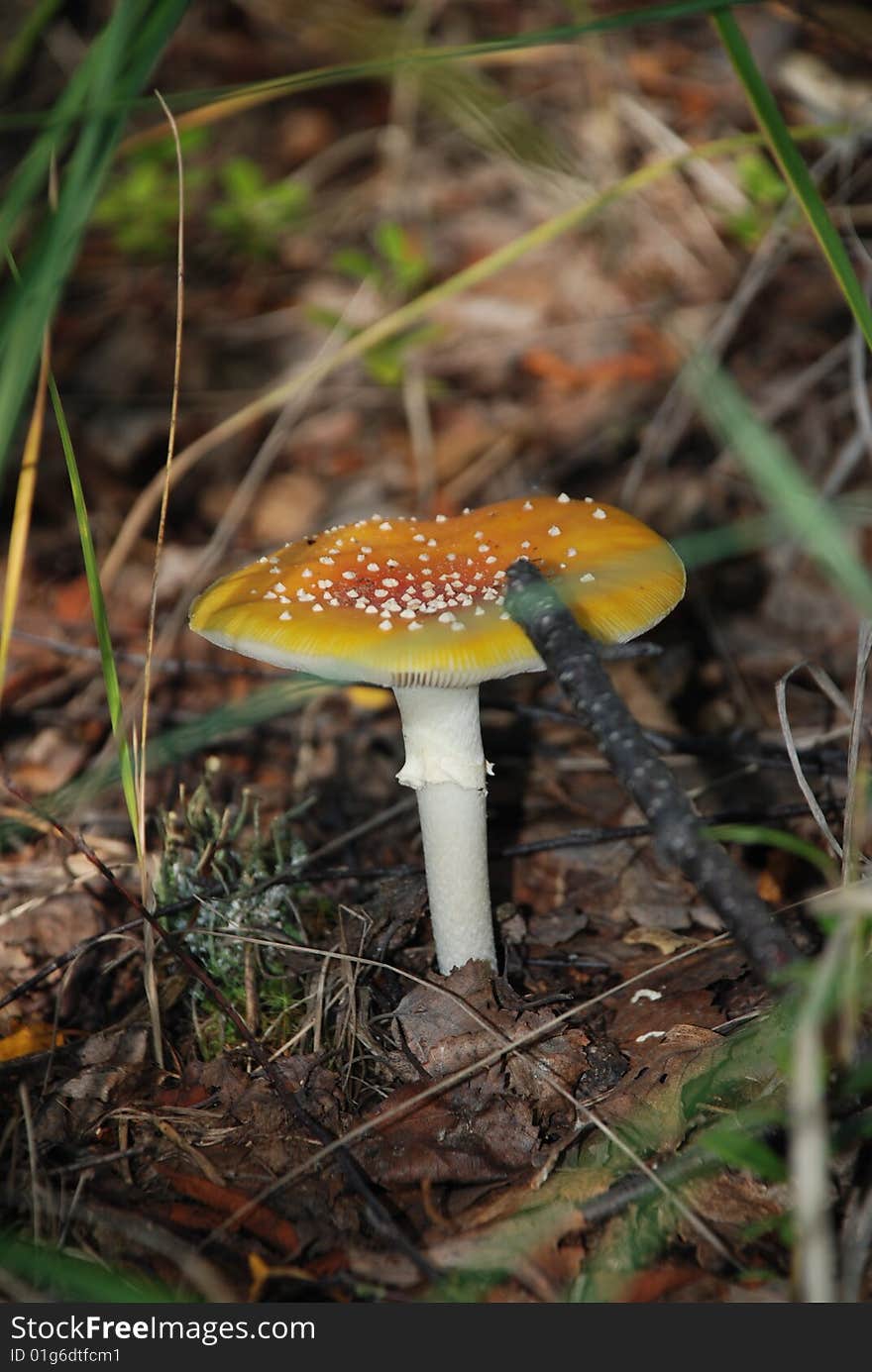 An autumn mushroom of mukhamor is in western sibiri