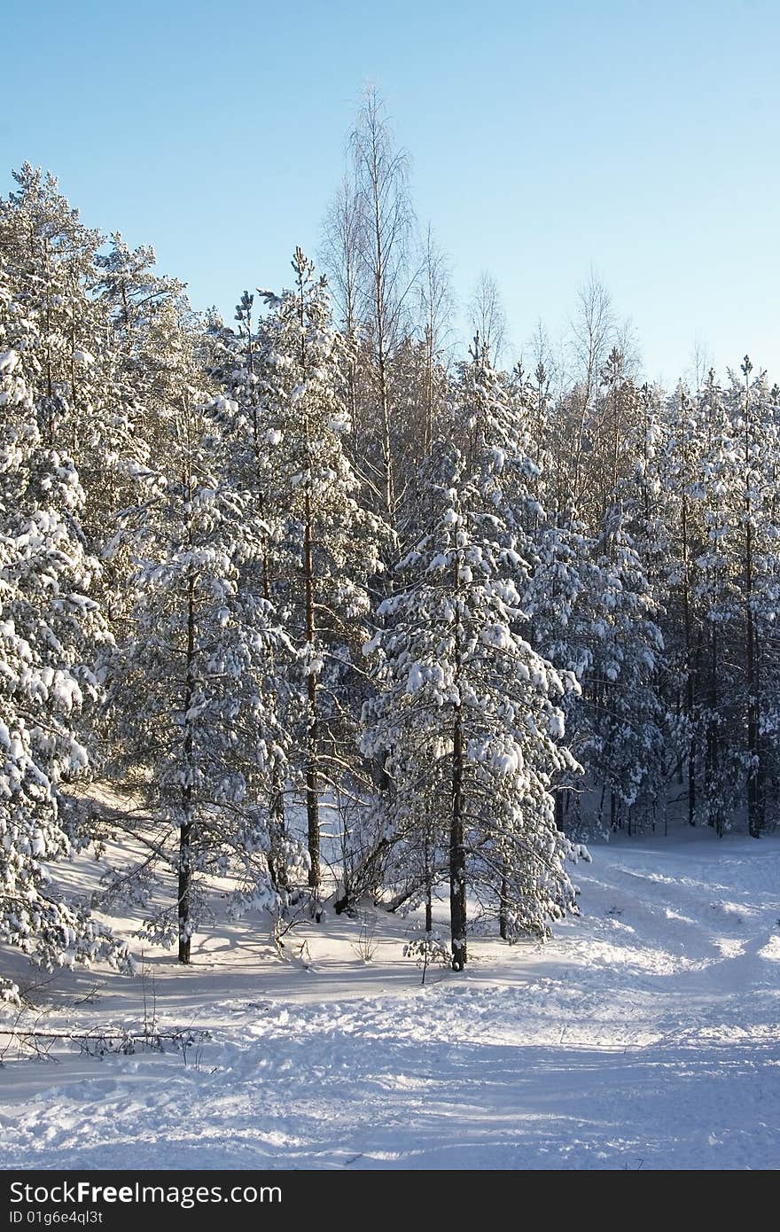 Winter Forest