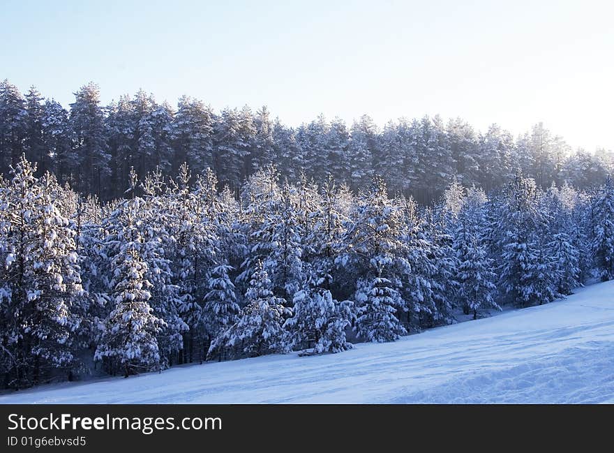 Winter Forest