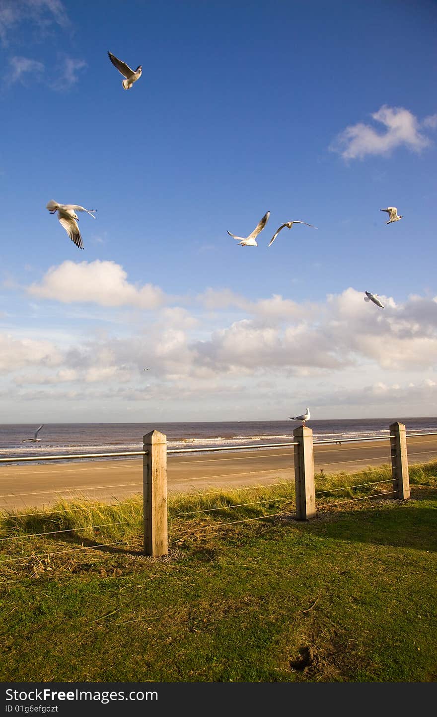 Seagulls flying over a Lincolnshire beach