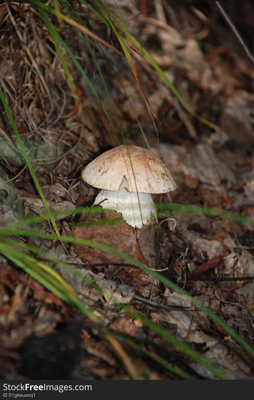 Mushroom