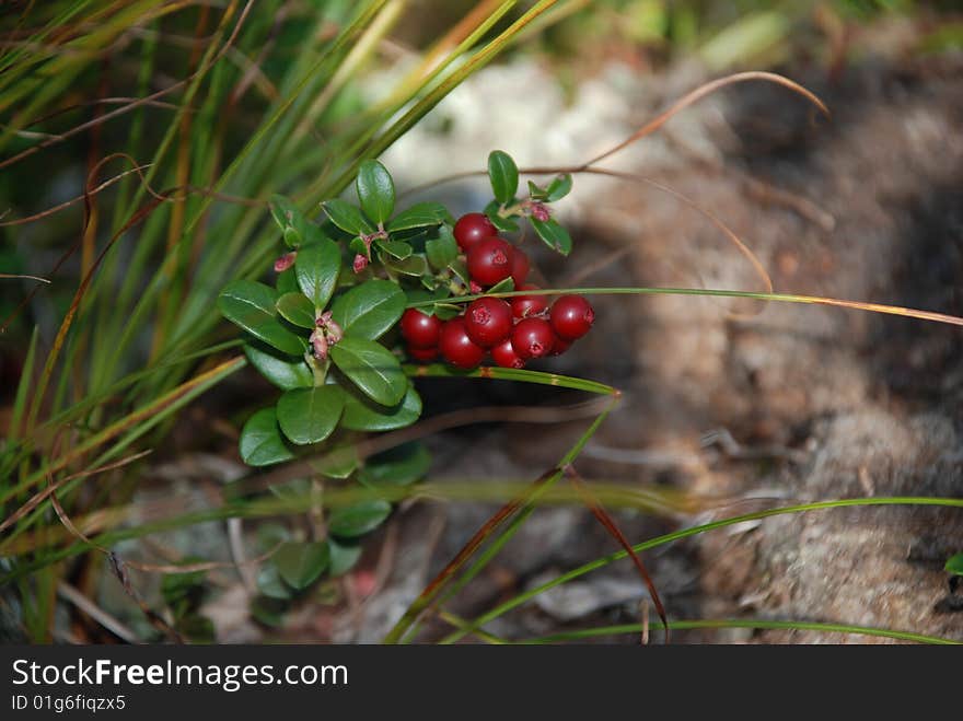 Cowberry