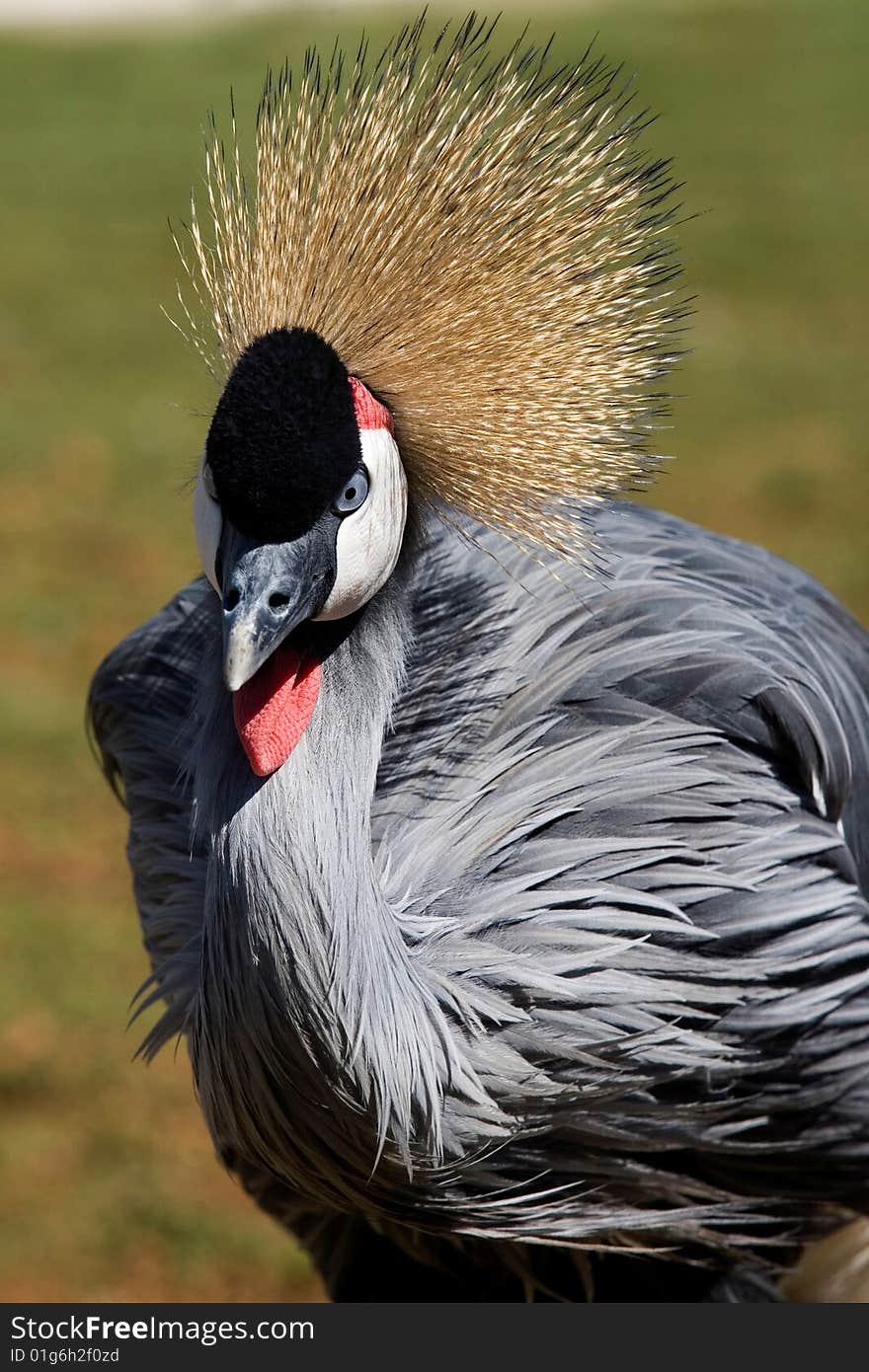 Black Crowned Crane