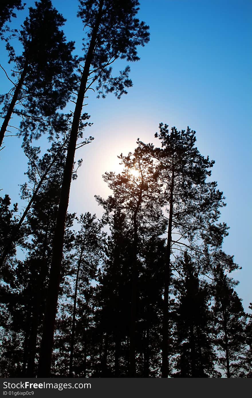 Sun Between Pines