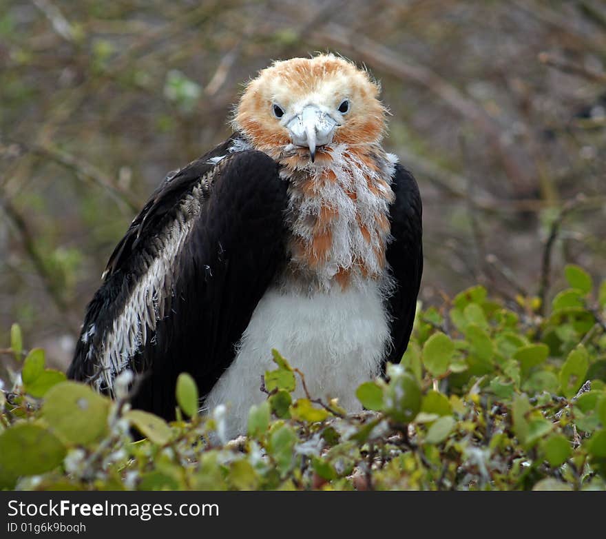 Frigatebird (Fregata magnificens) nestling looking into camera in Galapagos. Frigatebird (Fregata magnificens) nestling looking into camera in Galapagos