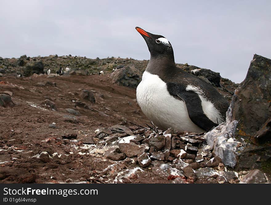 Gentoo Penguin