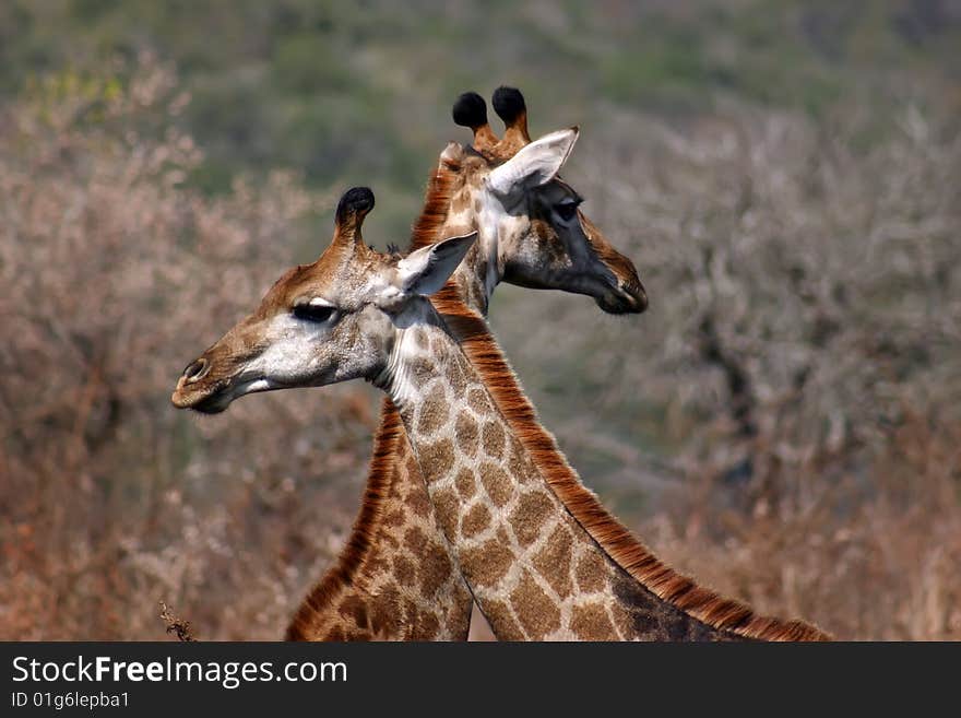 Two giraffes (Giraffa camelopardalis) looking in different directions in South Africa